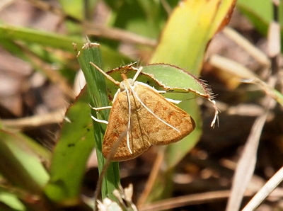 [Top-down view of a triangular-shaped moth with light brown wings which have darker brown markings at the edges and in stripes across the face of the wings. It's long light-colored antenna project backward from the head and are nearly the length of the wings and appear to lay atop them. Its legs are the same light hue and the front two extend from the body as if the might be the antenna, but the fact the right one is only half visible because it is bent around the leaf makes one realize those are legs and not antenna. The moth has large light-green eyes at the top of its triagular body.]